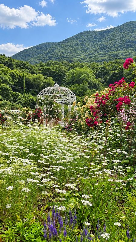 [경북 영천] 반려견동반 1,000평 힐링 장미정원